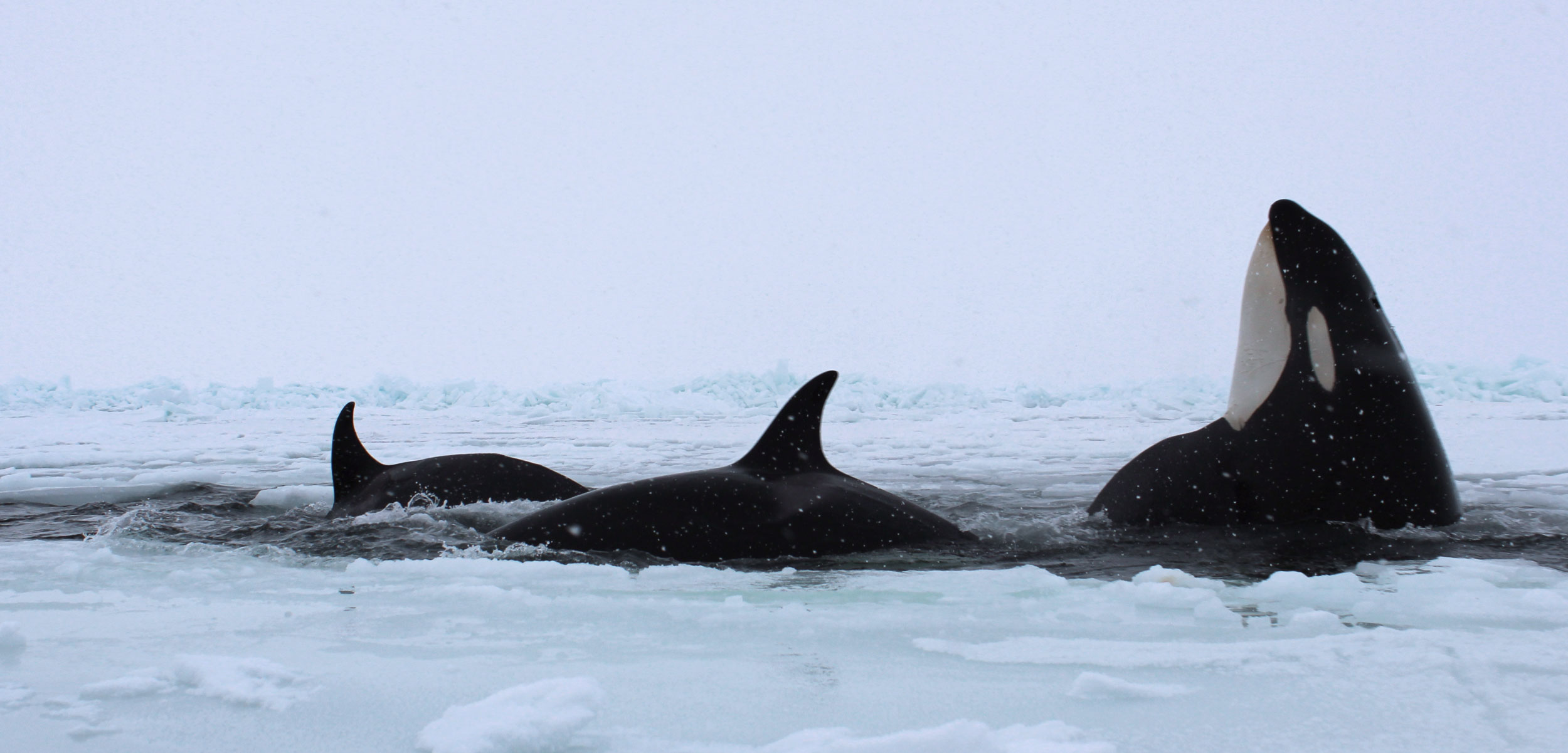 Orcas in the Arctic