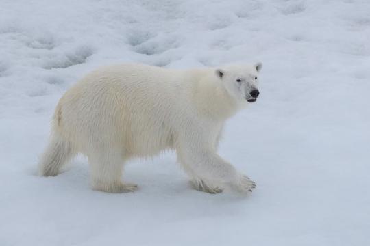 Strolling through the snow: A polar bear visits the MOSAiC floe. Photo: Lianna Nixon/CIRES and CU Boulder.