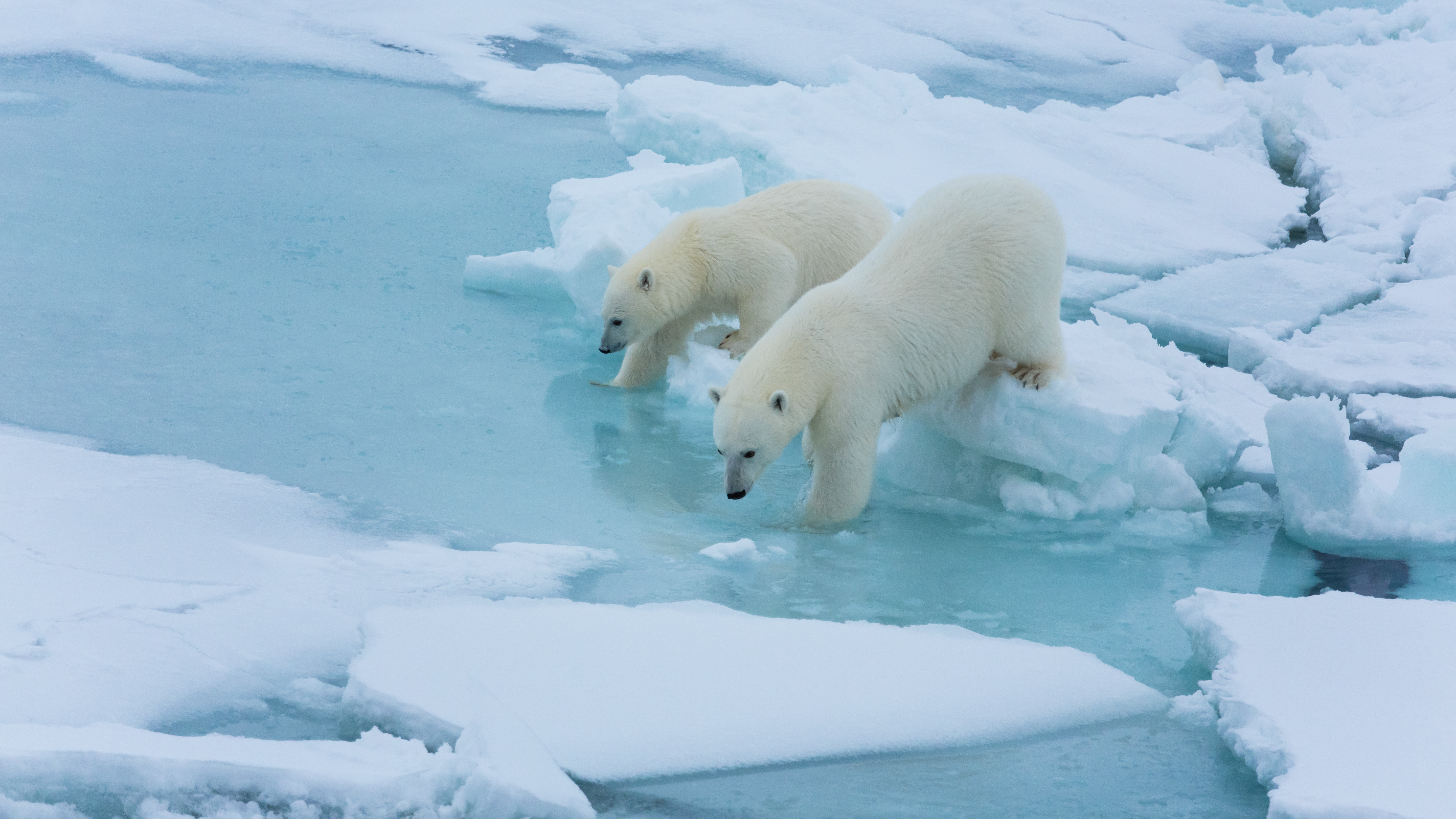 Polar Bears