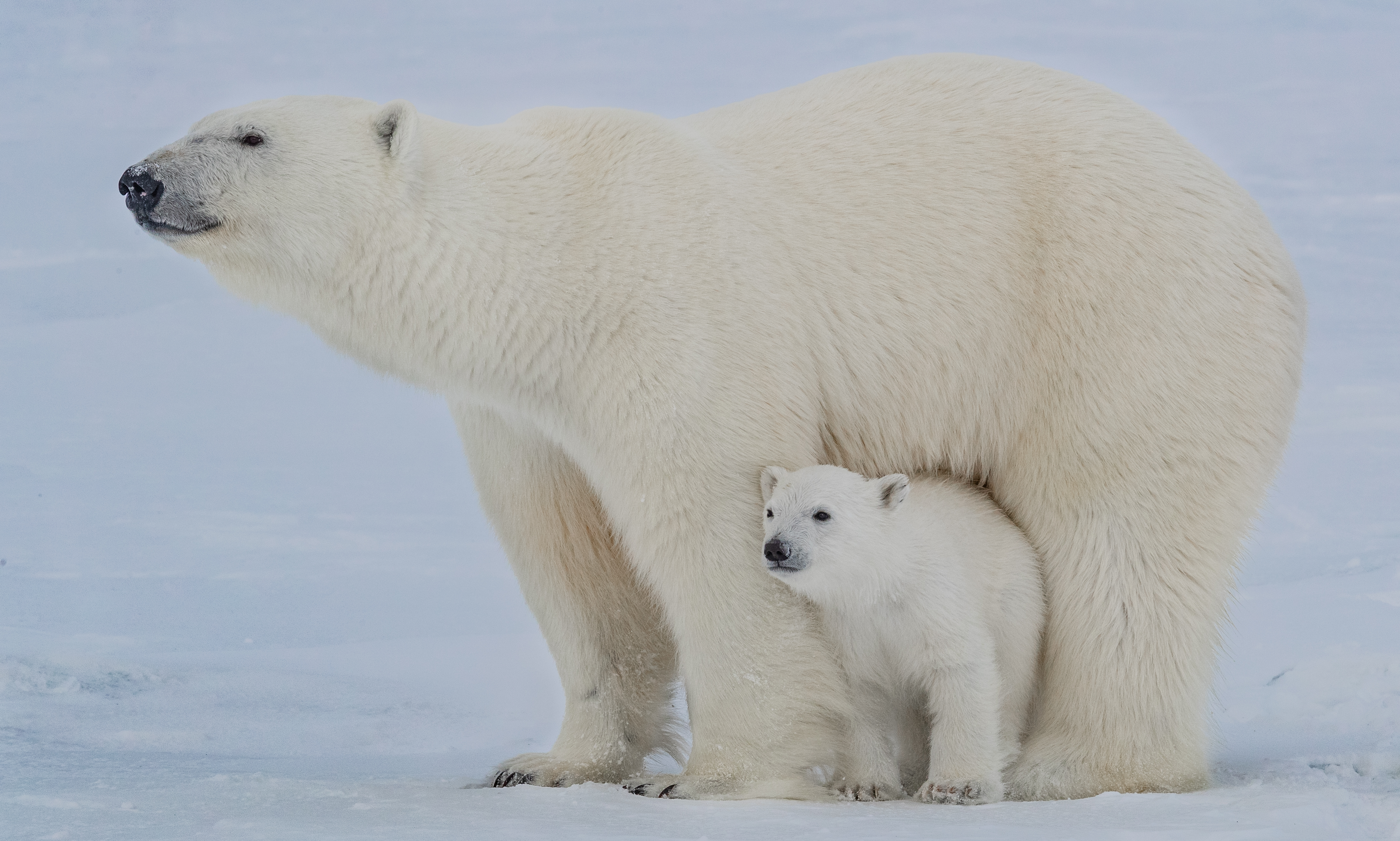 Polar bear