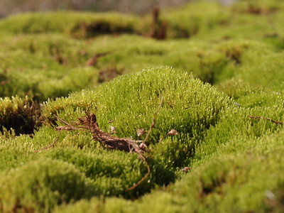Arctic moss