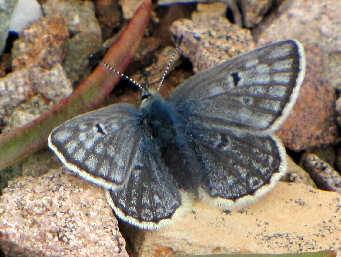 Arctic Blue Butterfly