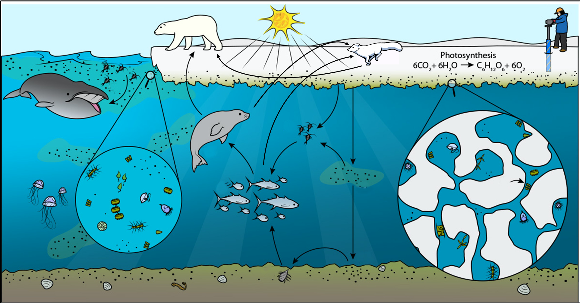 Сохранение экосистем. Водные экосистемы. Экосистема моря. Водные экосистемы и их обитатели. Сохранение морских экосистем.