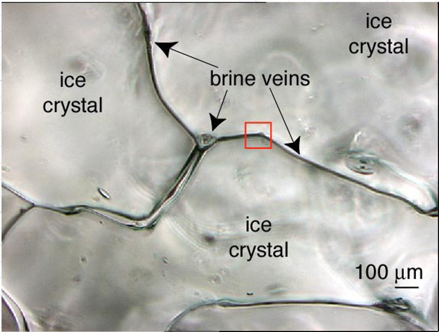 Brine in ice
