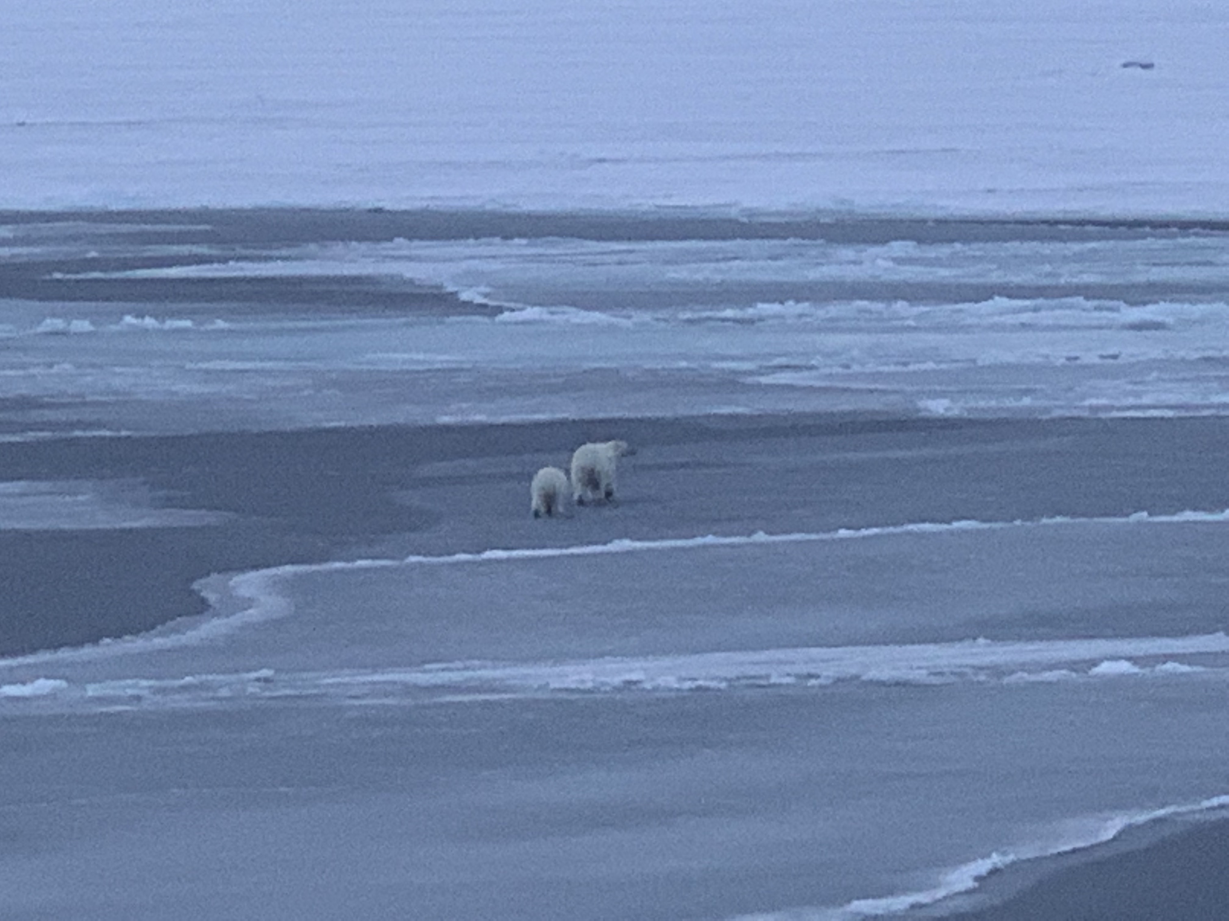 Sea ice photo and polar bears from the Fedorov
