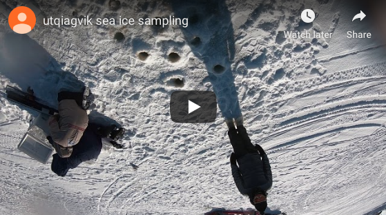 Video of microbes beneath sea ice