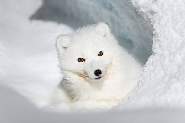 Arctic fox2