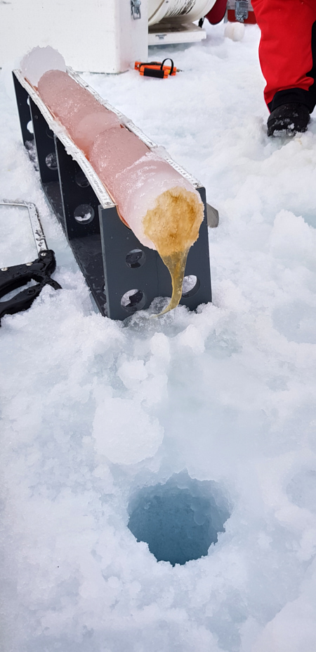 MOSAiC ice core