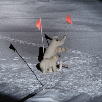 Polar bears on the ice
