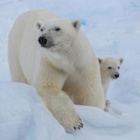 Polar bears; Photo by Lianna Nixon