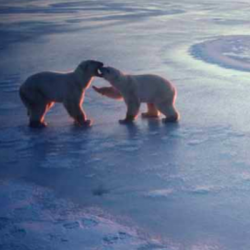 polar bears on ice and ocean