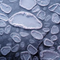 Polar pancake ice; M. Van Woert