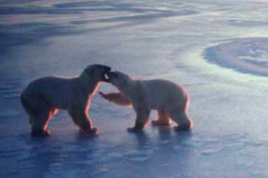 polar bears on ice and ocean