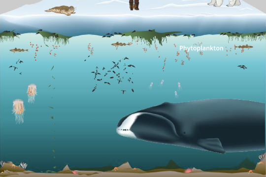 In this interactive graphic, students click on animals to learn more about their role within the Arctic Ocean ecosystem.