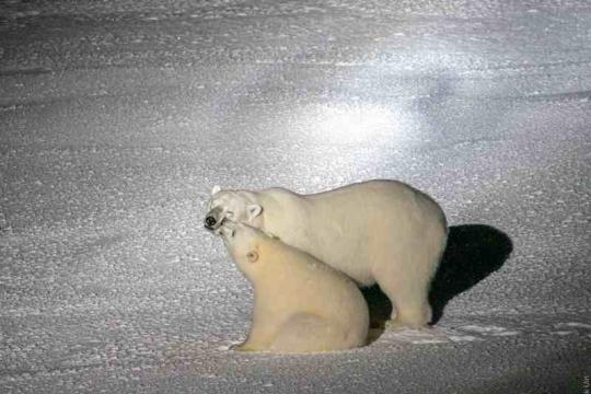 two polarbears on ice