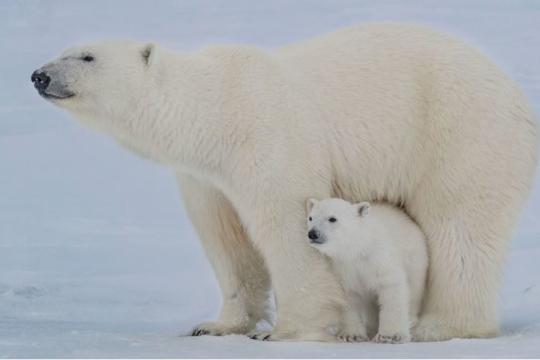 A polar bear and her cub look curiously at the RV Polarstern. Photo: Lianna Nixon/CIRES