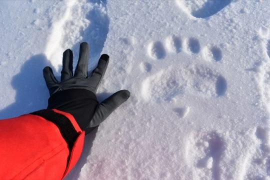 A polar bear paw print earlier in the MOSAiC expedition. Photo: Gina Jozef/CIRES and CU Boulder