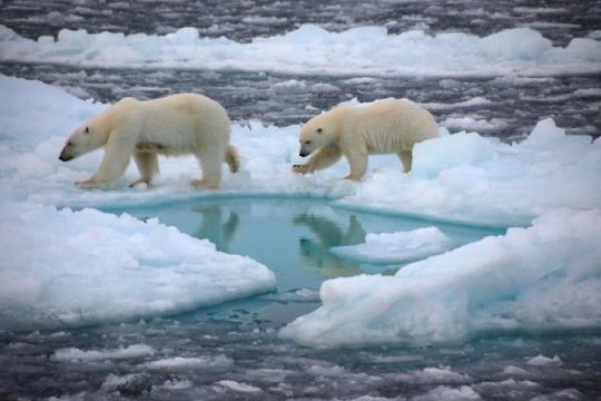 Arctic is dying and scientists are asking for immediate action Dirk Notz